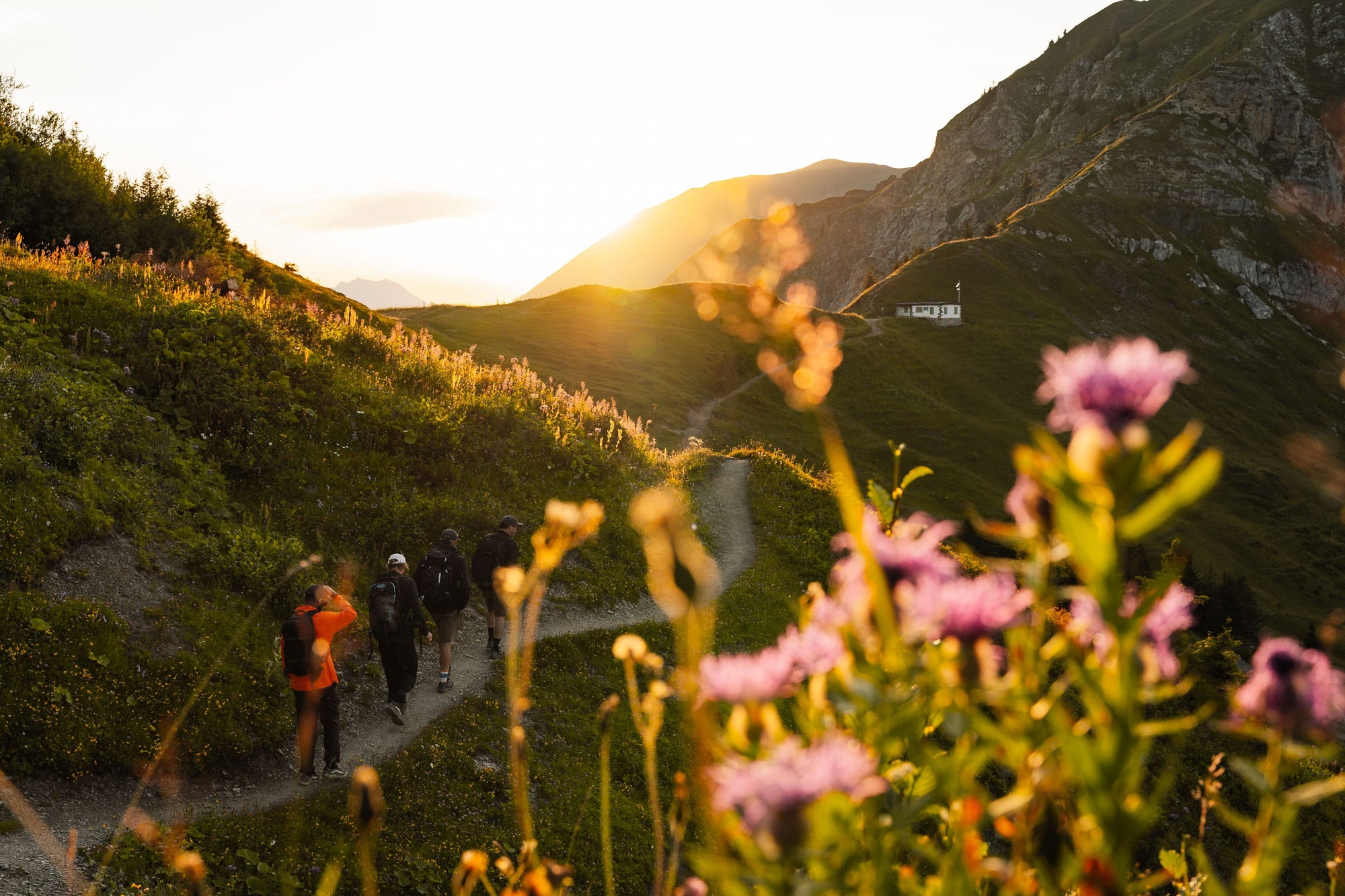 A group of hikers walks along a winding mountain trail at sunset, surrounded by green hills and wildflowers, with sunlight illuminating the landscape and casting long shadows.