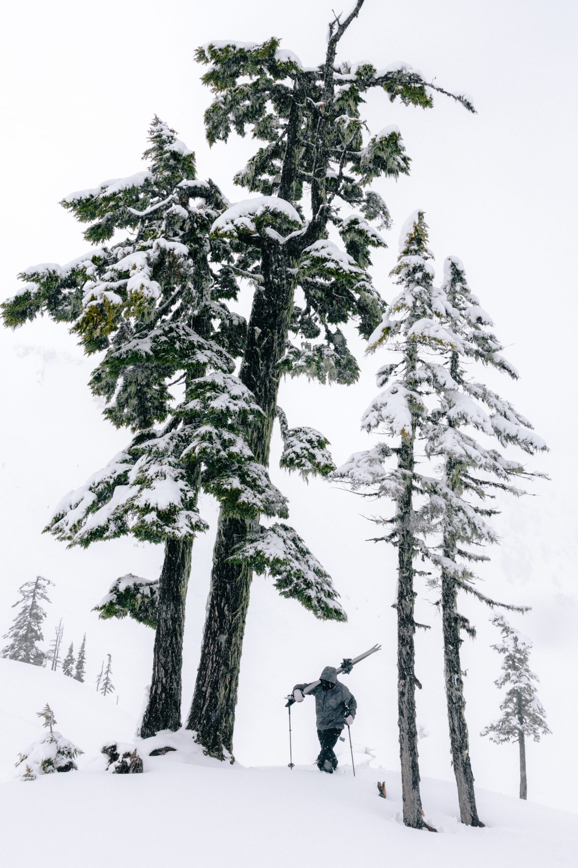 Wearing the 686 Men’s GORE-TEX® Core Shell Jacket, a skier carries his skis while climbing a snowy hill among tall, snow-covered pine trees on a cloudy winter day.